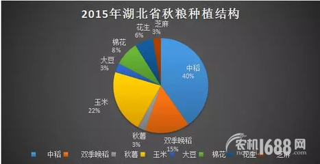夏糧豐收后，秋糧種植新選擇 薯類作物的市場機遇與銷售策略