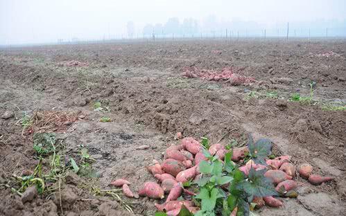紅薯滯銷，汗水與淚水交織的秋收之痛